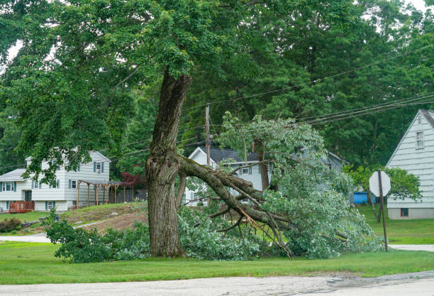 How Our Tree Care Process Works  in  Krebs, OK