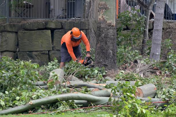 Professional Tree Removal in Krebs, OK